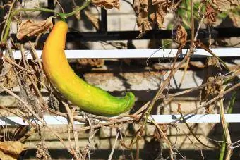 Home Garden na may Yellow Cucumber