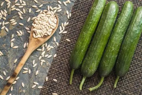 Comment conserver et conserver les graines de concombre