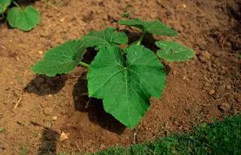 Lehmboden für die Gartenarbeit vorbereiten