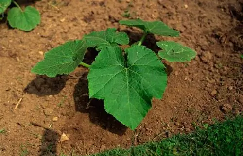 Priprema glinenog tla za baštovanstvo