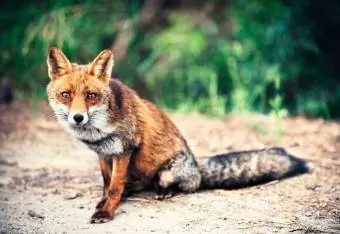 Renard roux assis sur la route