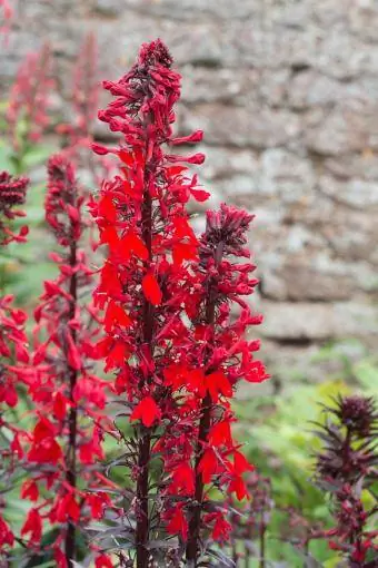 Fiore cardinale rosso in giardino