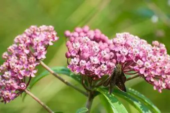 Dun skipper på sump milkweed