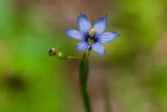 Rumput bermata biru dengan bunga