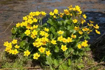 Caléndula de pantano amarillo en el jardín