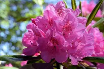 গোলাপী জলাভূমি Azalea blooms