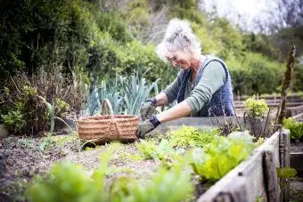 Ώριμη γυναίκα κηπουρός που φροντίζει το μαρούλι σε υπερυψωμένο κρεβάτι