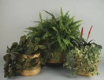 Plantes d'intérieur en pots