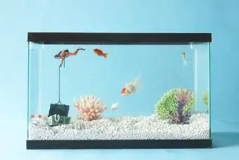 Rezervuari i peshkut në dhomën blu