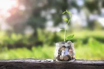 pinigai ir mažas augalas stiklainyje