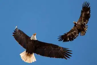 Bald Eagle Foreldre Undervisning Ungdom