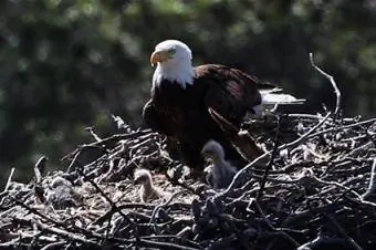 àguila calba i cries al niu