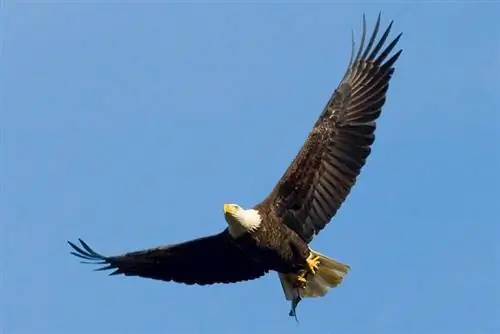 Bald Eagle Facts for Kids