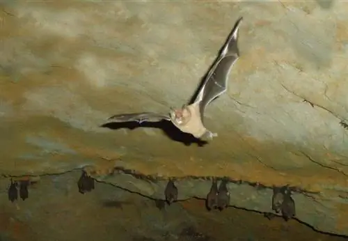 Curiosità sui pipistrelli per bambini