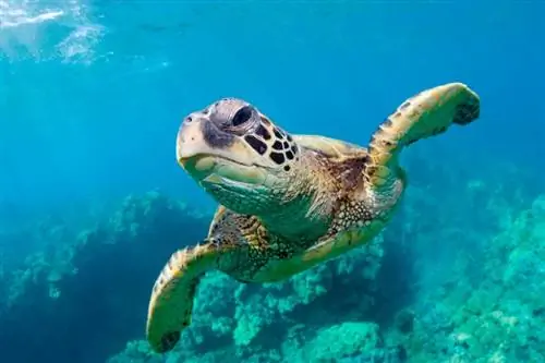 Feiten over zeeschildpadden voor kinderen