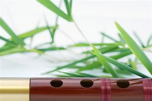 Bambusa flautu izmantošana fenšui