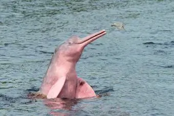 Delfín del río Amazonas