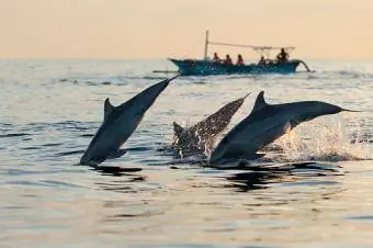 les dauphins sautent