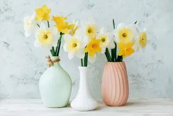 Buqeta me daffodils të bardhë dhe të verdhë të ndezur në një shumëllojshmëri vazosh me ngjyra