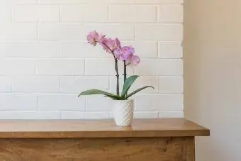 Orkide e purpurt molë në tryezën anësore prej druri
