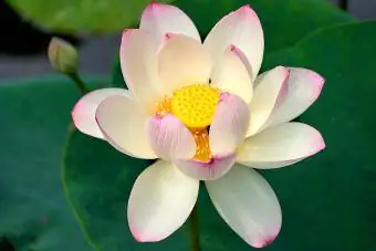 Lule Lotus, Kuq dhe Bardhë, udhëtime kulturore në Japoni