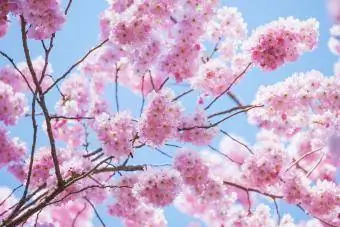 Prunus accolade agm - qershi, pranverë, lule, rozë, lulëzim
