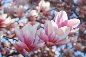 Lulet e mrekullueshme të Manjollës Rozë duket se po kërcejnë në dritën e pranverës.