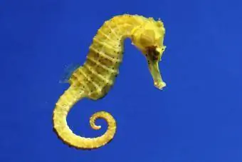 Sarı denizatı