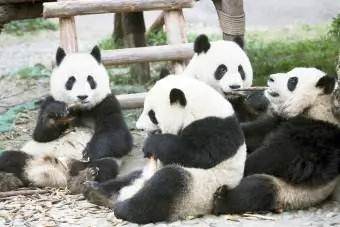 Panda sedang makan