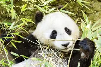 Un simpatico adorabile e pigro orso panda gigante che mangia bambù