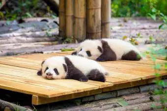 Simpatici cuccioli di panda