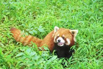 Ang Red Panda, Firefox sa Chengdu. Tsina