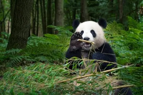 Uşaqlar üçün Nəhəng Panda Faktları