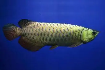 Zlatá Arowana