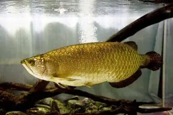 Arowana