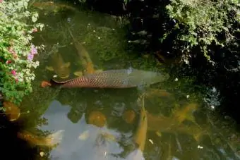 dans un habitat d'étang