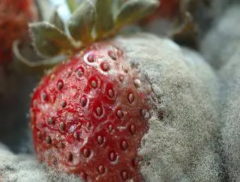 mold juu ya stawberry