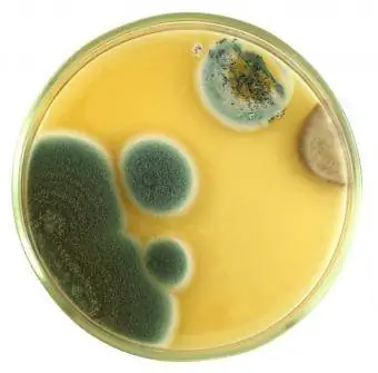 muffa in una capsula di Petri