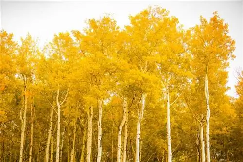 Vodič za drvo Aspen: karakteristike, stanište i savjeti za sadnju