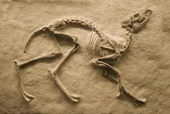 Fosília dinosaura