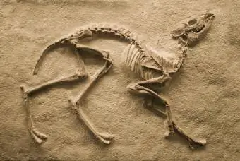 Fossile di dinosauro