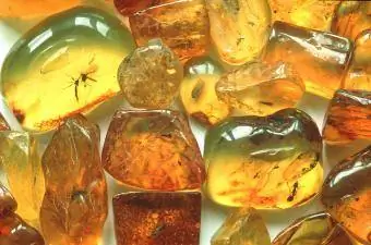 Insekte in amber