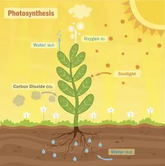 fotosinteza