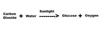 Equation ng photosynthesis