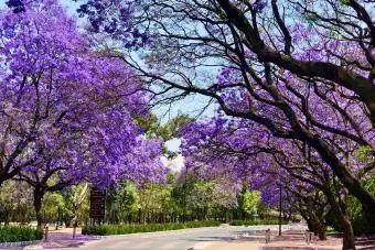 Drveće Jacaranda duž ulice u Meksiku