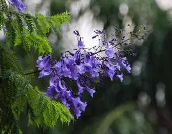 Jacaranda-Blüten