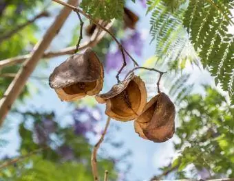 polong biji jacaranda