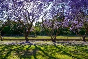 jacarandabomen op een rij