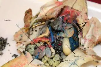 Labeled plab, mesentery, oviducts thiab siab