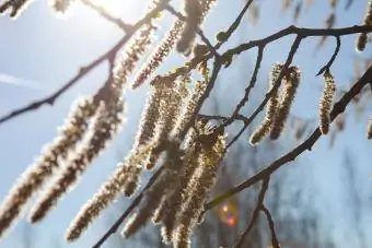 Catkins lulëzuar